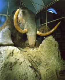 Zoological Museum. Woolly mammoth.