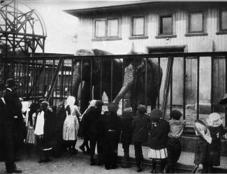 Zoological Park. By Elephants' Open-Air Cage. Photo, 1910s.